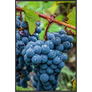 Merlot