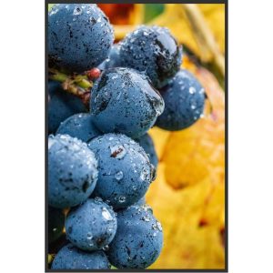 Vendanges